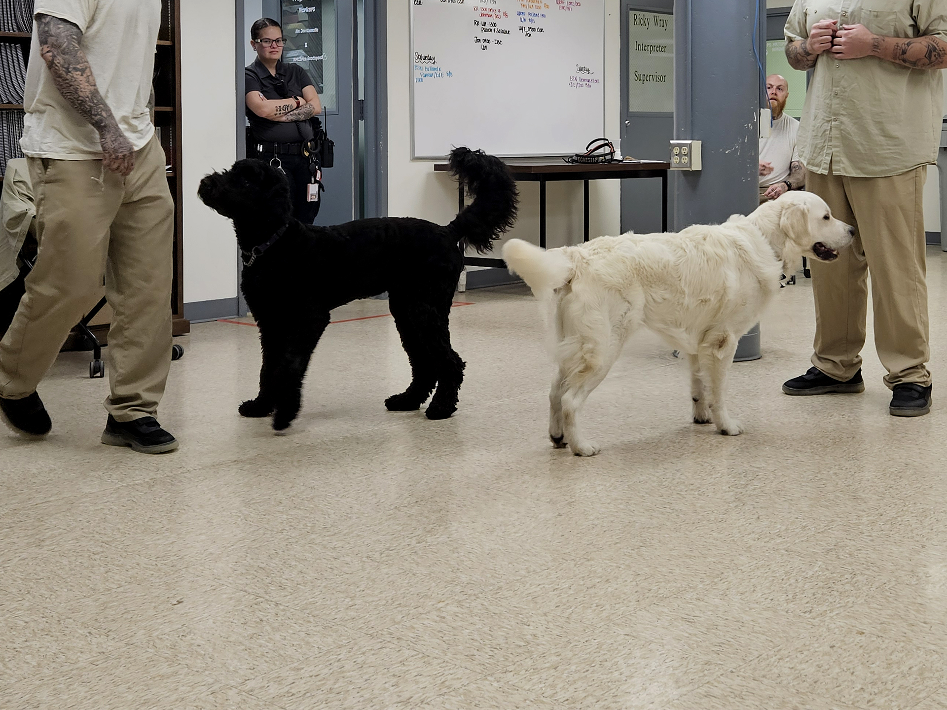 Domesti-PUPs training