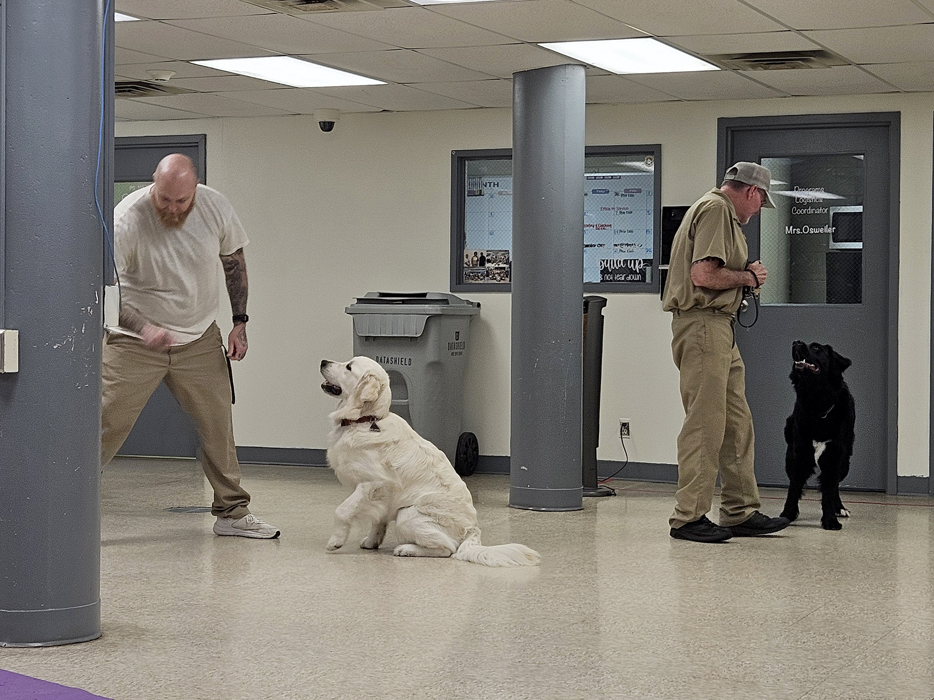 Domesti-PUPs training
