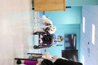 Domestipups