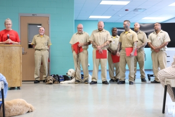 Domestipups