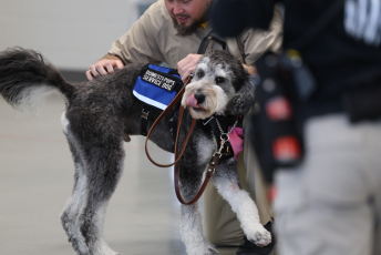 Domesti-PUPS Service Dog Graduations