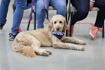 Domesti-PUPS Service Dog Graduations