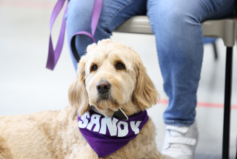 Domesti-PUPS Service Dog Graduations