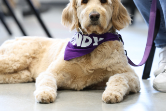 Domesti-PUPS Service Dog Graduations