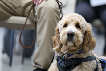 Domesti-PUPS Service Dog Graduations