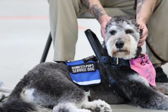 Domesti-PUPS Service Dog Graduations