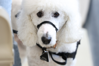 Domesti-PUPS Service Dog Graduations