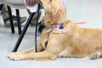Domesti-PUPS Service Dog Graduations