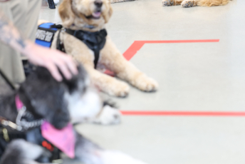 Domesti-PUPS Service Dog Graduations