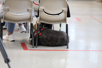 Domesti-PUPS Service Dog Graduations