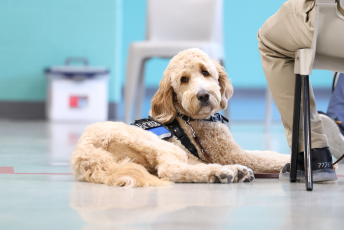 Domesti-PUPS Service Dog Graduations