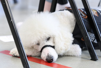 Domesti-PUPS Service Dog Graduations