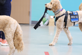 Domesti-PUPS Service Dog Graduations