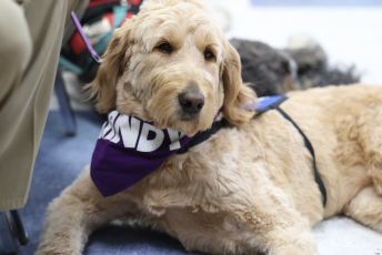 Domesti-PUPS Service Dog Graduations