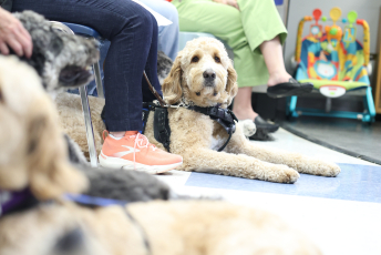 Domesti-PUPS Service Dog Graduations