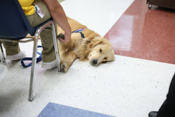 Domesti-PUPS Service Dog Graduations