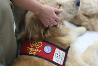 Domesti-PUPS Service Dog Graduations