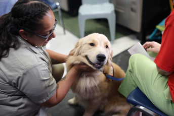 Domesti-PUPS Service Dog Graduations