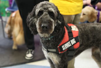 Domesti-PUPS Service Dog Graduations