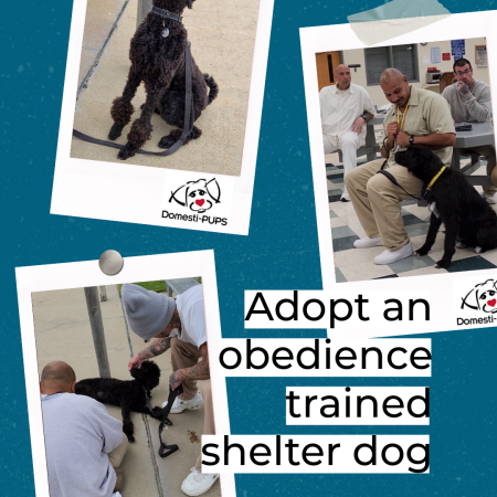 TSCI Adopt a Shelter Dog