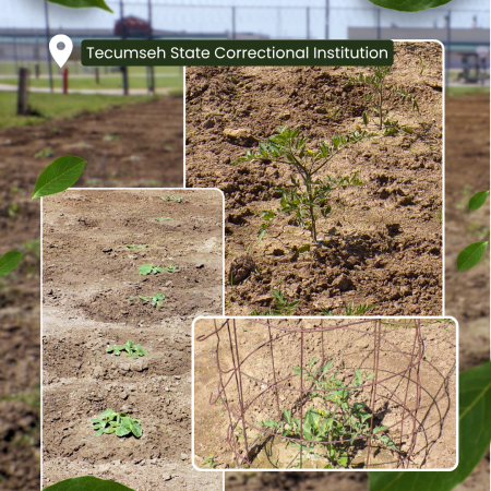 Growing TSCI Garden