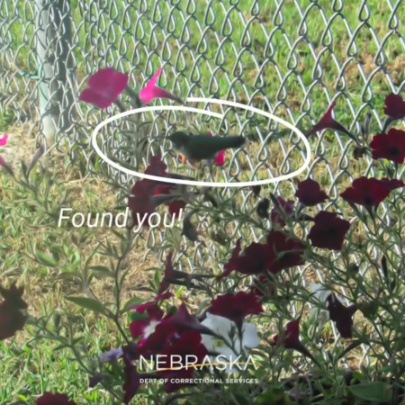 NCCW Hummingbird