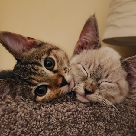 gates_cats.png gates_cats.png